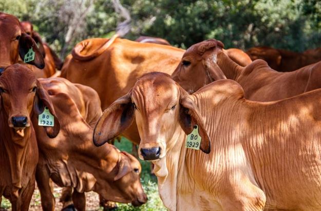 Cow Urine Significance in gujarati
