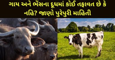 cow and buffalo milk difference in gujarati