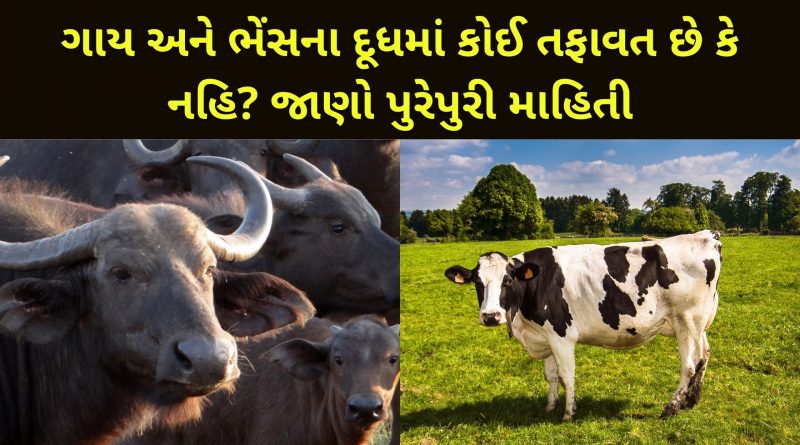 cow and buffalo milk difference in gujarati