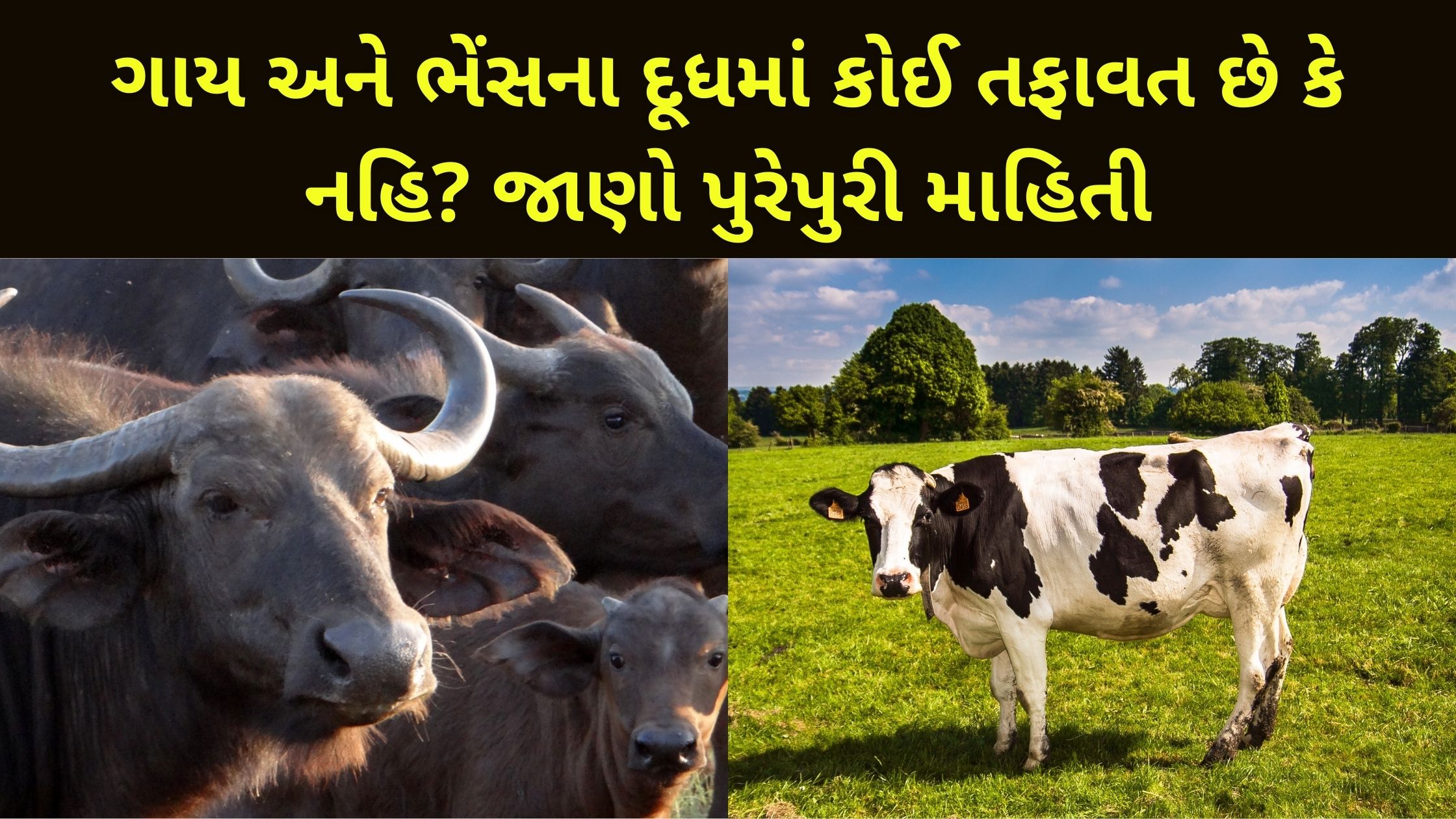 cow and buffalo milk difference in gujarati