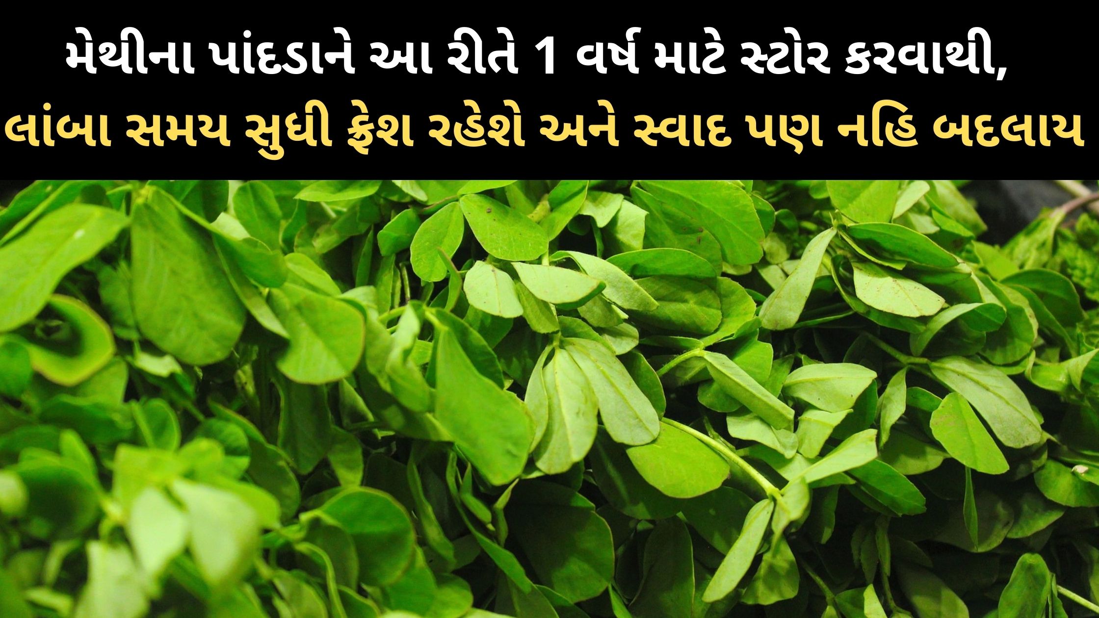 methi-leaves-store-tips-in-gujarati