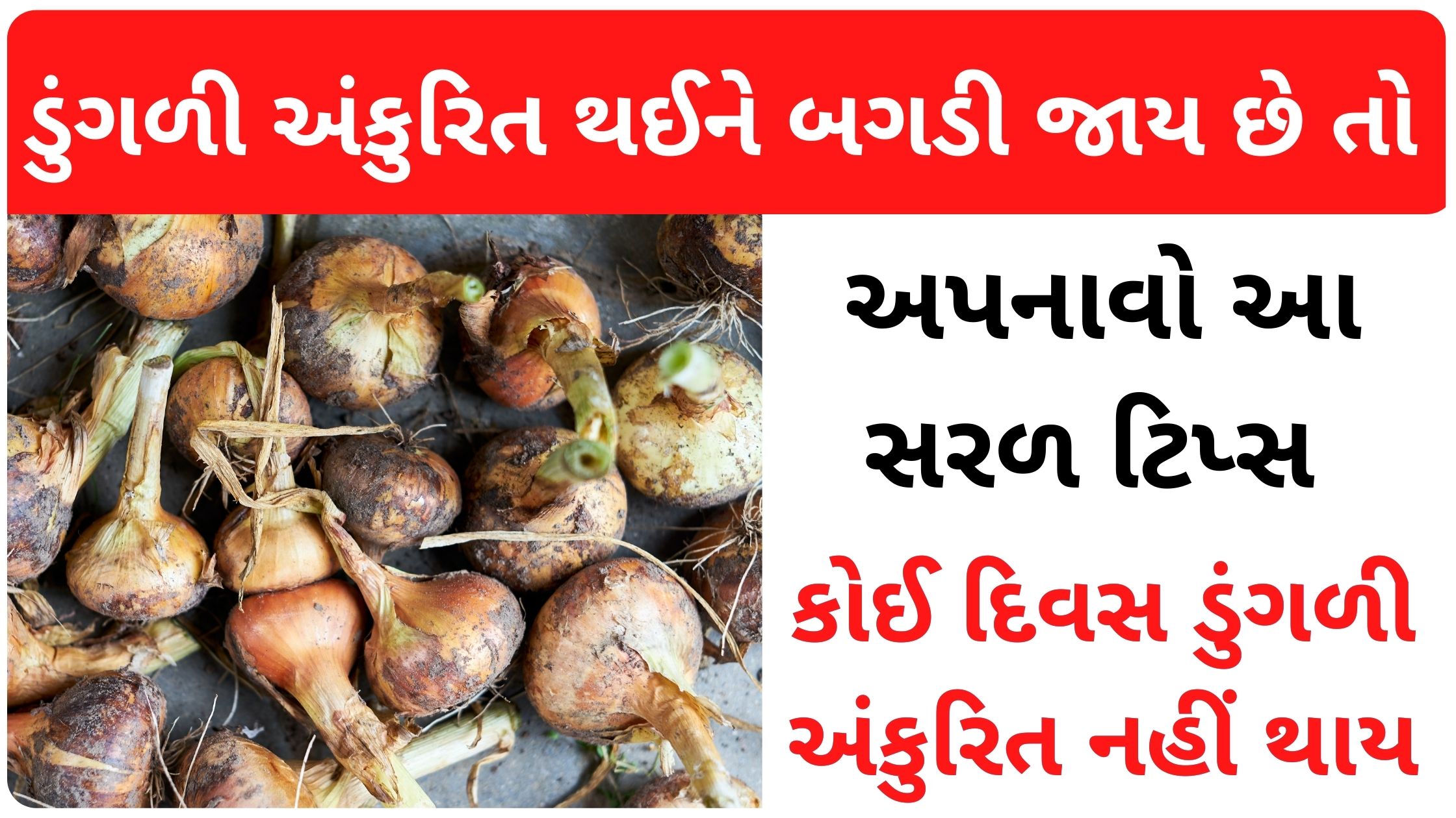 onion sprouts tips in gujarati