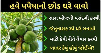how to grow papaya plant at home
