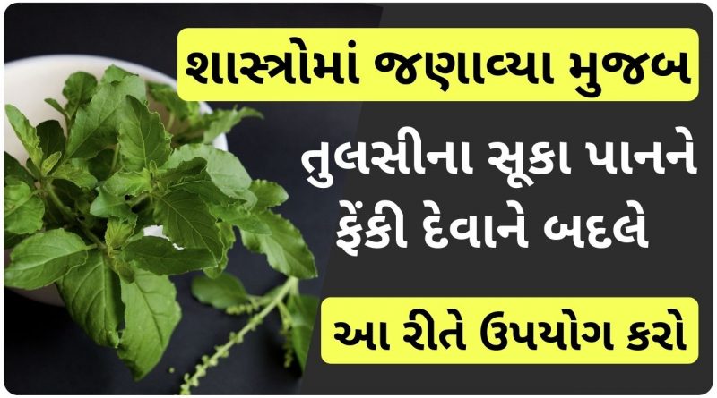 tulsi no upyog in gujarati
