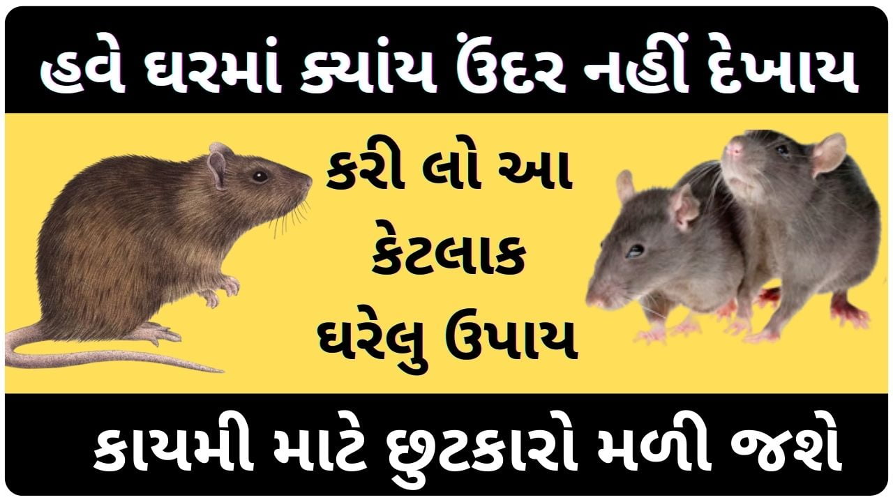 how to remove rat from home in gujarati