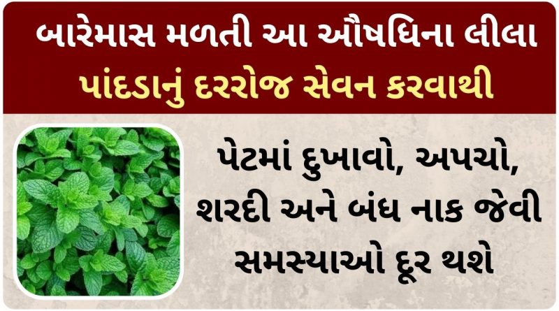 fudina na fayda gujarati