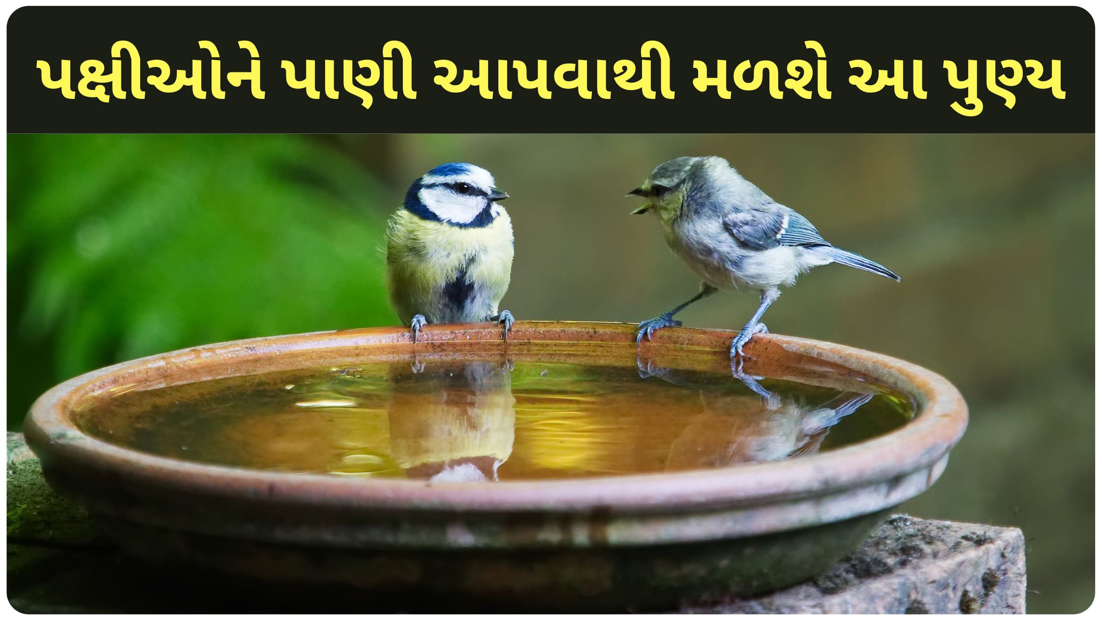 benefits of feeding water to birds