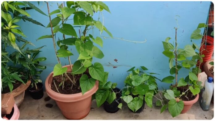 how to plant giloy at home