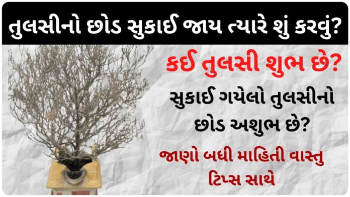 suki tulsi gujarati