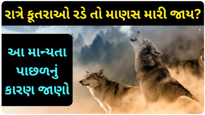 why dogs howl at night in india