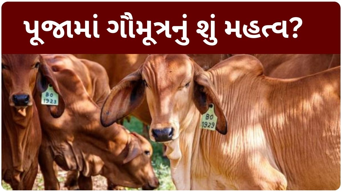 gomutra benefits in gujarati