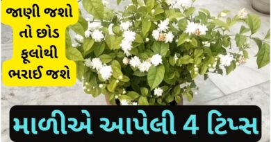 Tips for getting flowers on Mogra plants