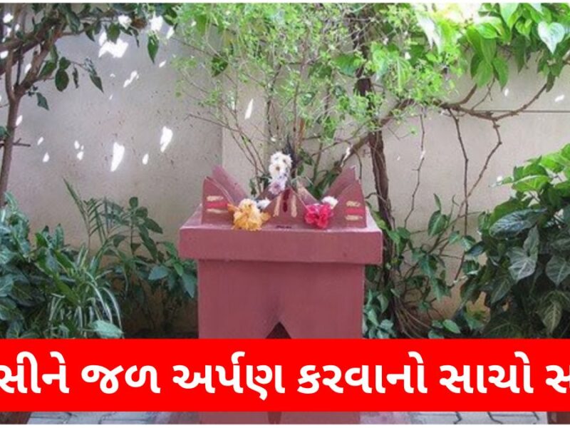 best time to water tulsi plant