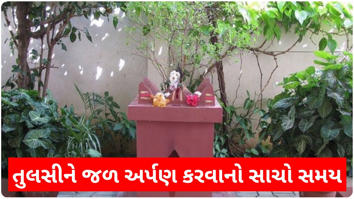 best time to water tulsi plant