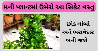 how to grow money plant at home faster