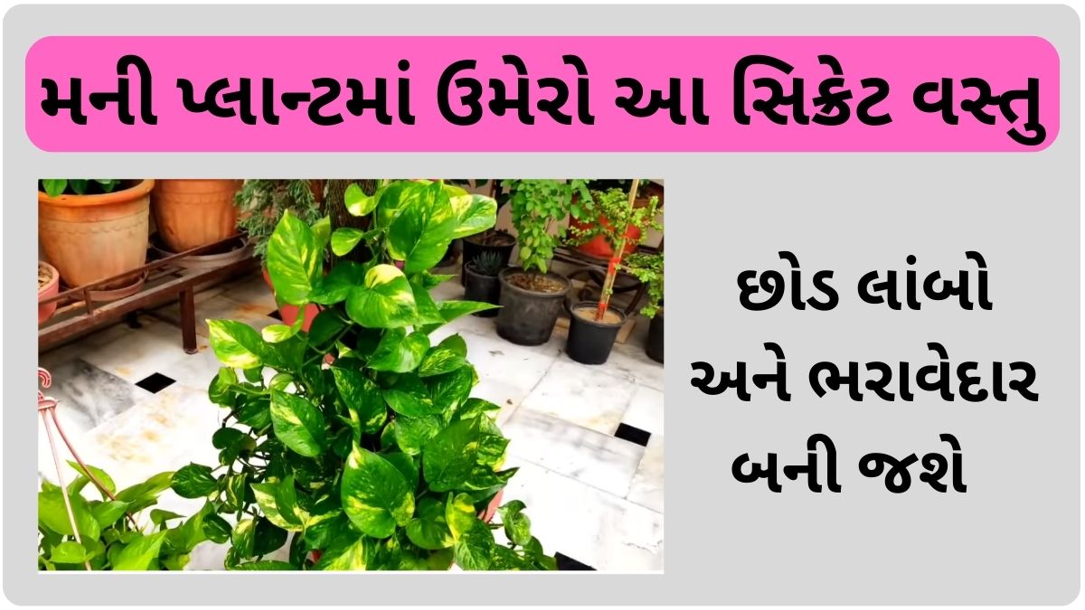 how to grow money plant at home faster