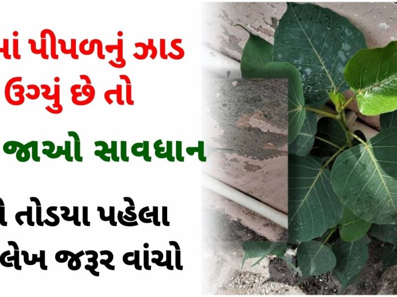 what to do if peepal tree growing in house