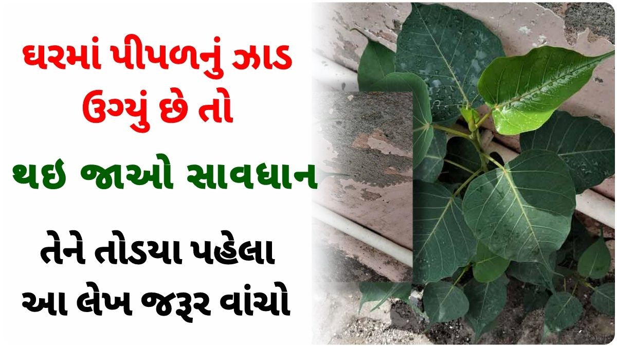 what to do if peepal tree growing in house