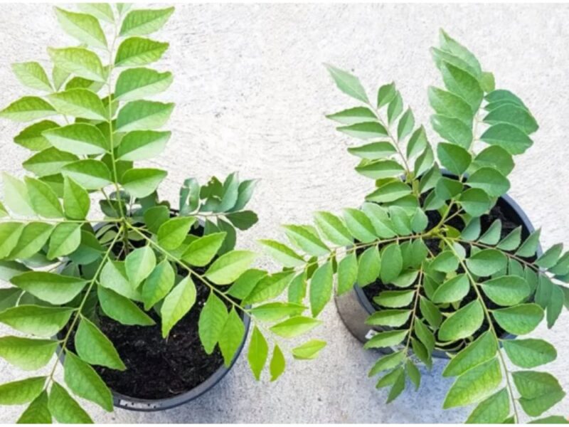 tips for growing curry leaf plant