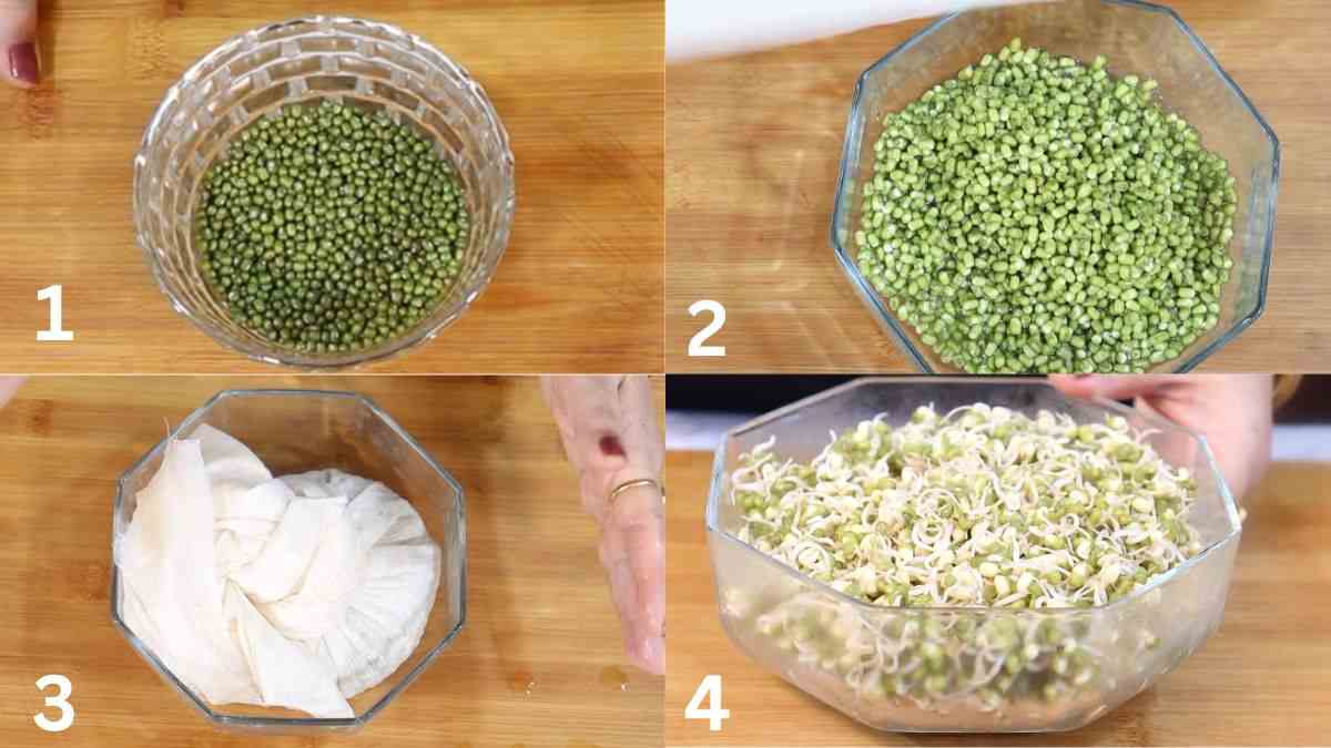 how to germinate seeds faster