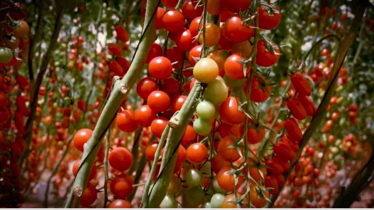 who sells the best tomato seeds